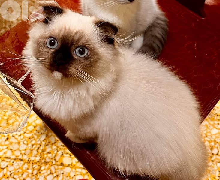 Scottish fold long hair (highland fold) 0