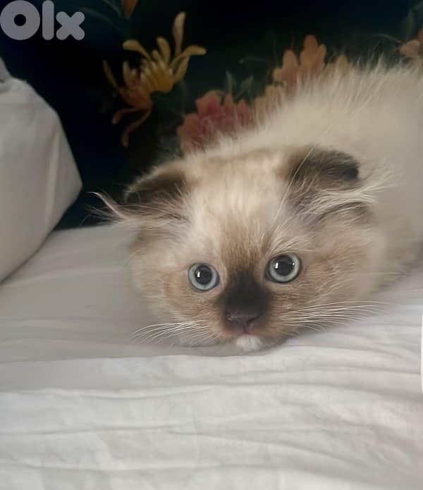 Scottish fold long hair (highland fold) 2