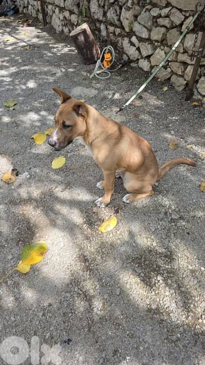 for adoption