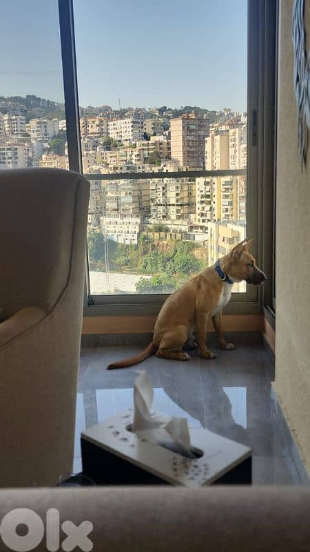 for adoption 1