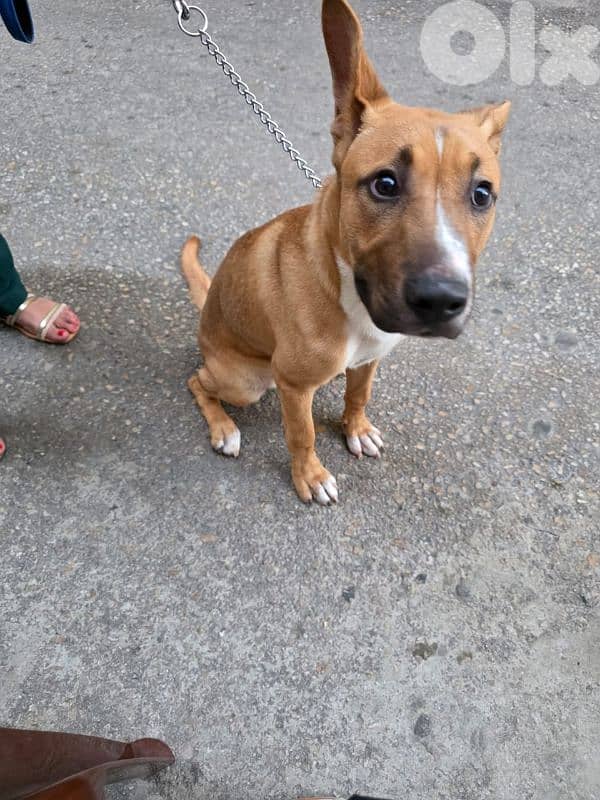 for adoption 2