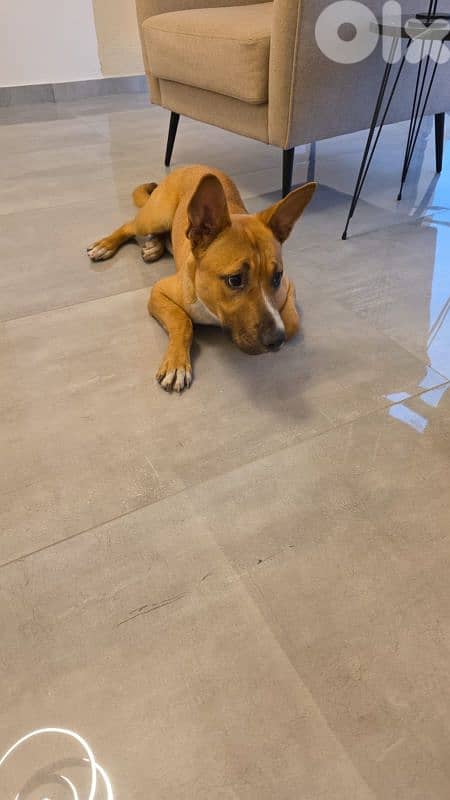 for adoption 3