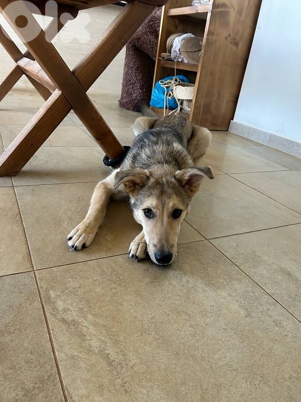Pucci for adoption 0