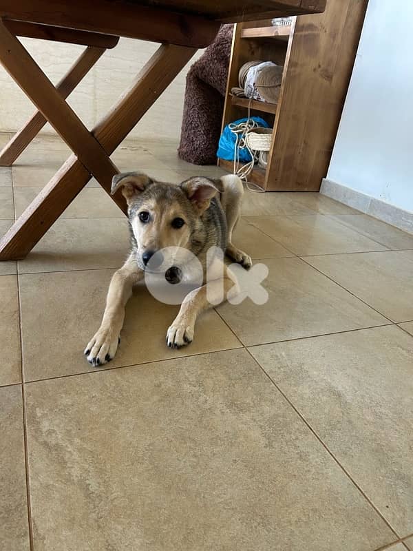 Pucci for adoption 1