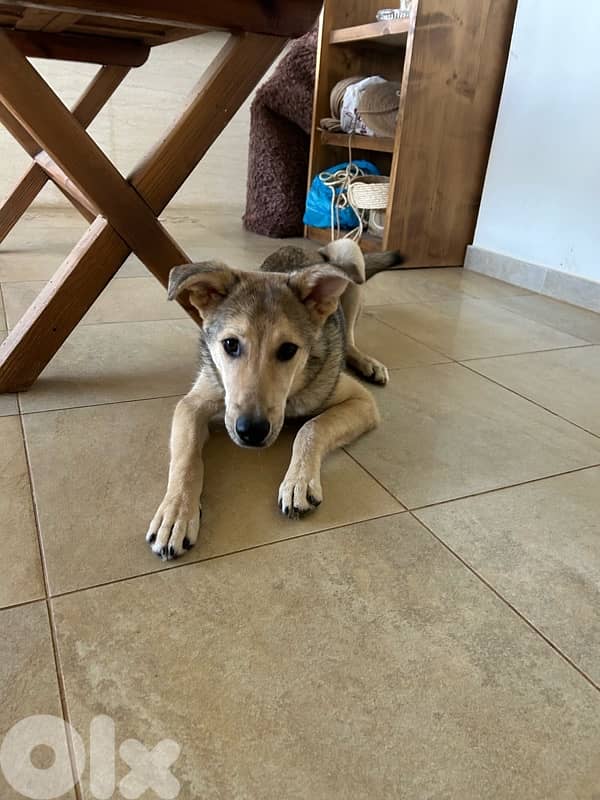 Pucci for adoption 2