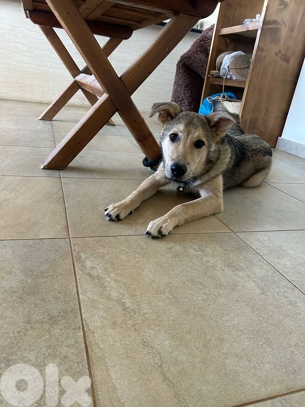 Pucci for adoption 3