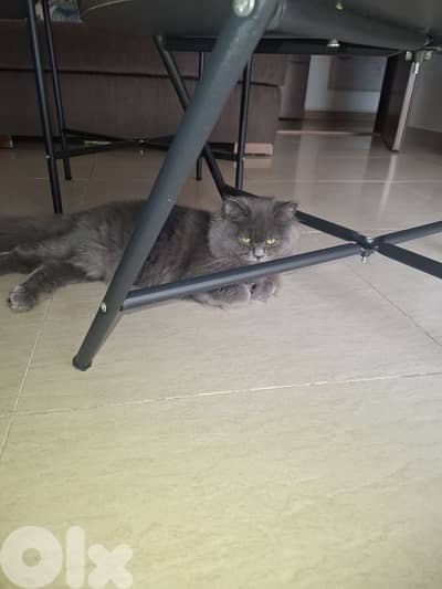 6 month british longhair kitten