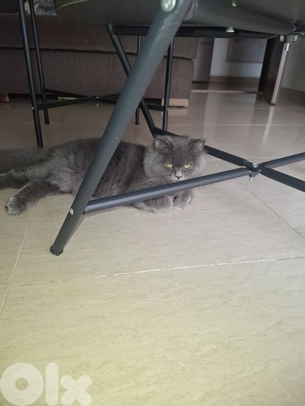 6 month british longhair kitten 0