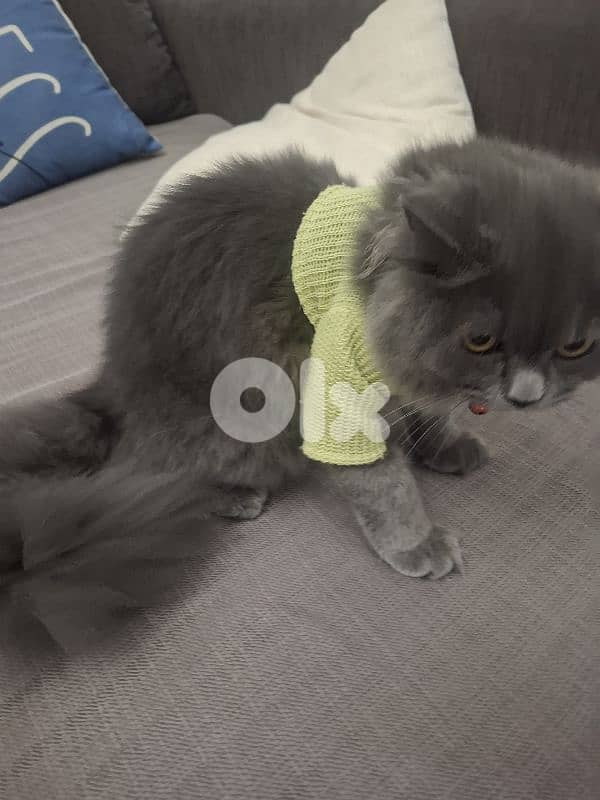 6 month british longhair kitten 1