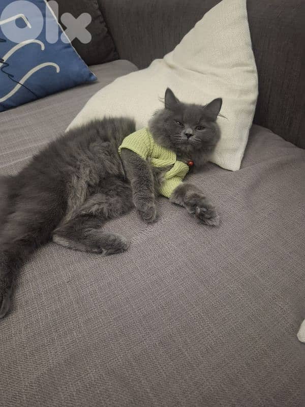 6 month british longhair kitten 2