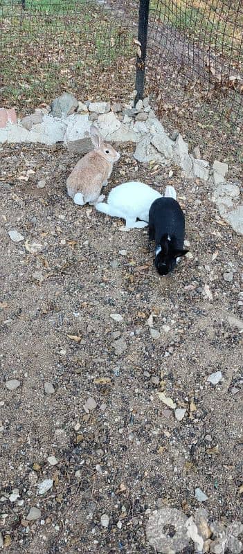 new rabbits for sale 0