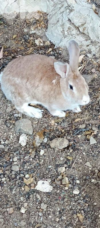 new rabbits for sale 1