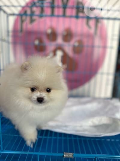 Pomeranian puppies (teacup)