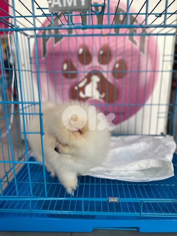 Pomeranian puppies (teacup) 1