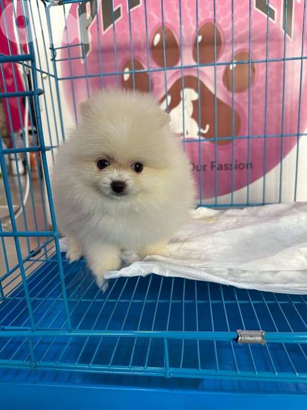 Pomeranian puppies (teacup) 2