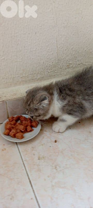 Scottish fold kitten