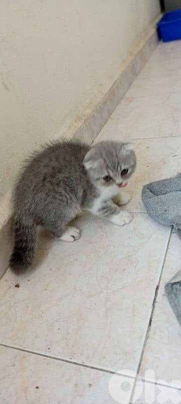 Scottish fold kitten 1