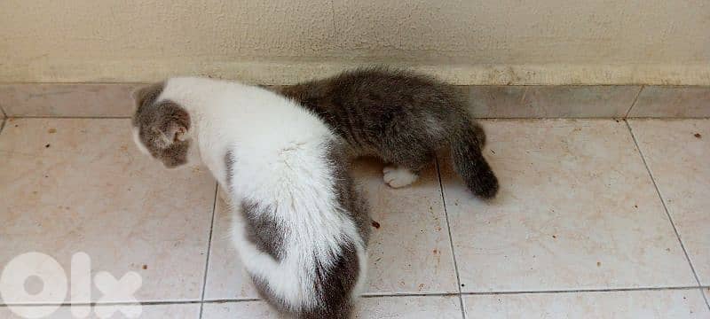 Scottish fold kitten 2