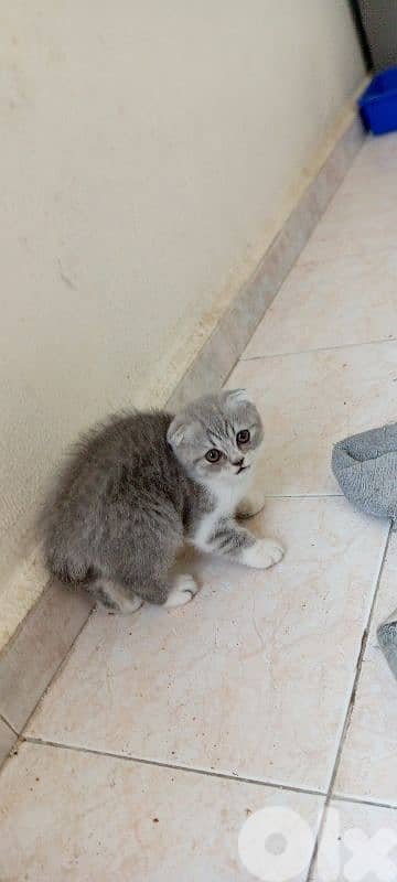 Scottish fold kitten 4