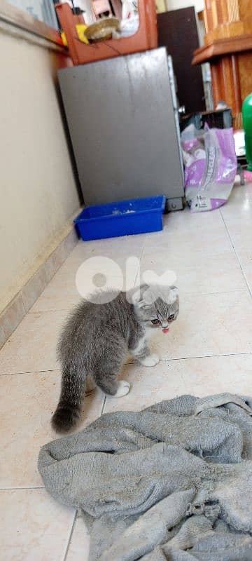 Scottish fold kitten 5
