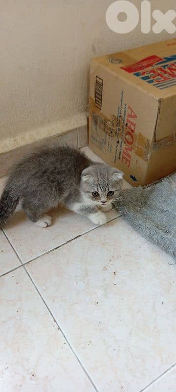 Scottish fold kitten 6