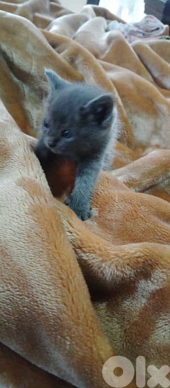 kittens for (Adoption) FREE 0