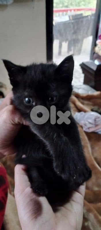 kittens for (Adoption) FREE 2