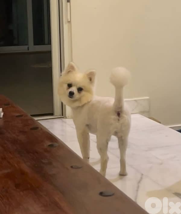 pomeranian 0