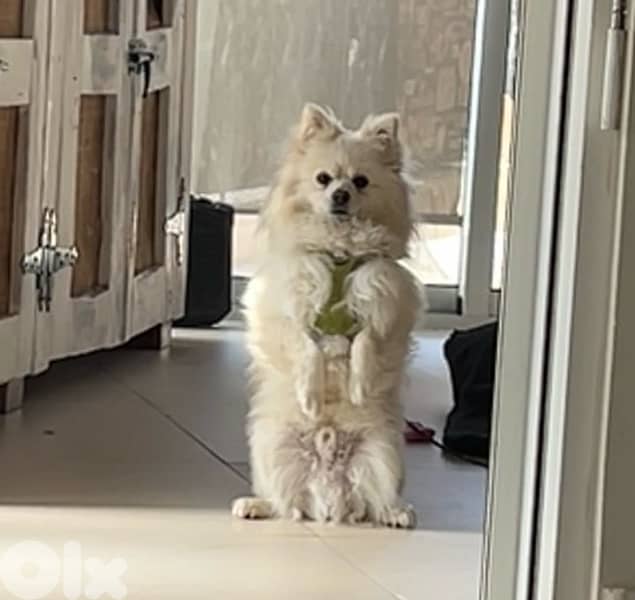 pomeranian 1