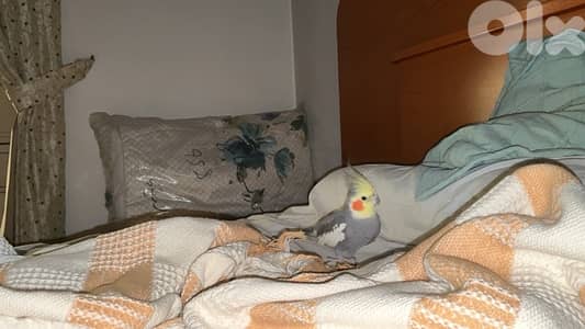Cockatiel for sale, tamed, sings songs, plays, kisses, never was sick