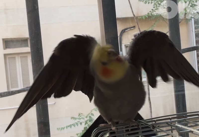 Cockatiel for sale, tamed, sings songs, plays, kisses, never was sick 1