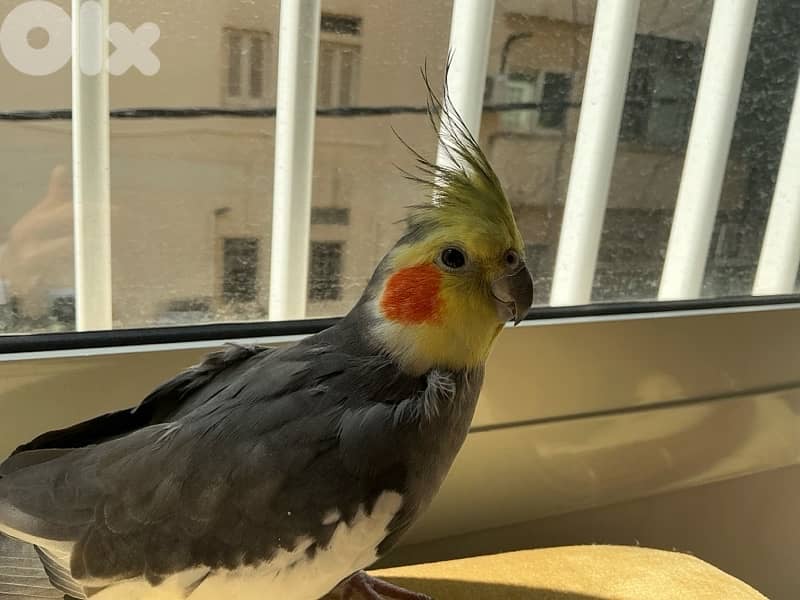 Cockatiel for sale, tamed, sings songs, plays, kisses, never was sick 2