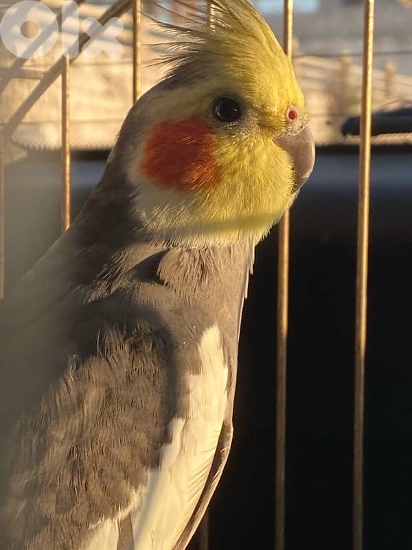 Cockatiel for sale, tamed, sings songs, plays, kisses, never was sick 3
