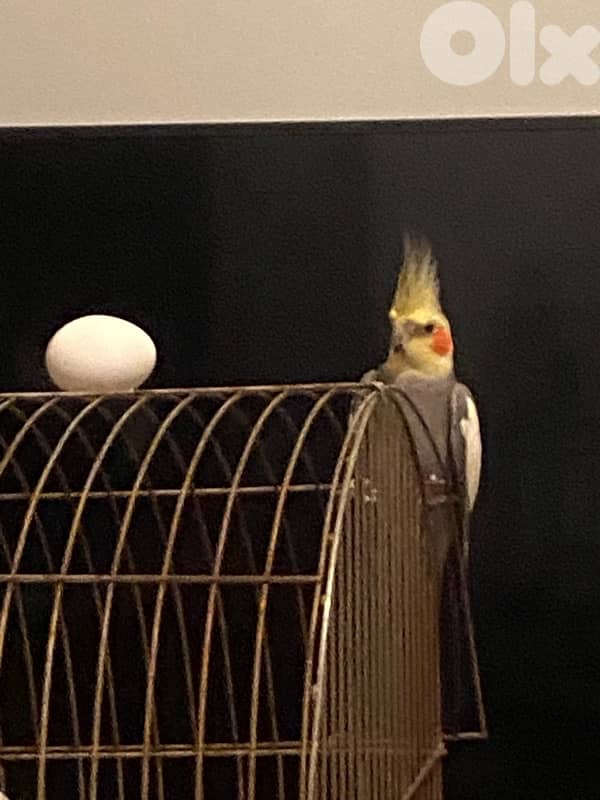 Cockatiel for sale, tamed, sings songs, plays, kisses, never was sick 4
