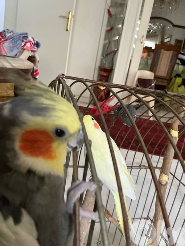 Cockatiel for sale, tamed, sings songs, plays, kisses, never was sick 5