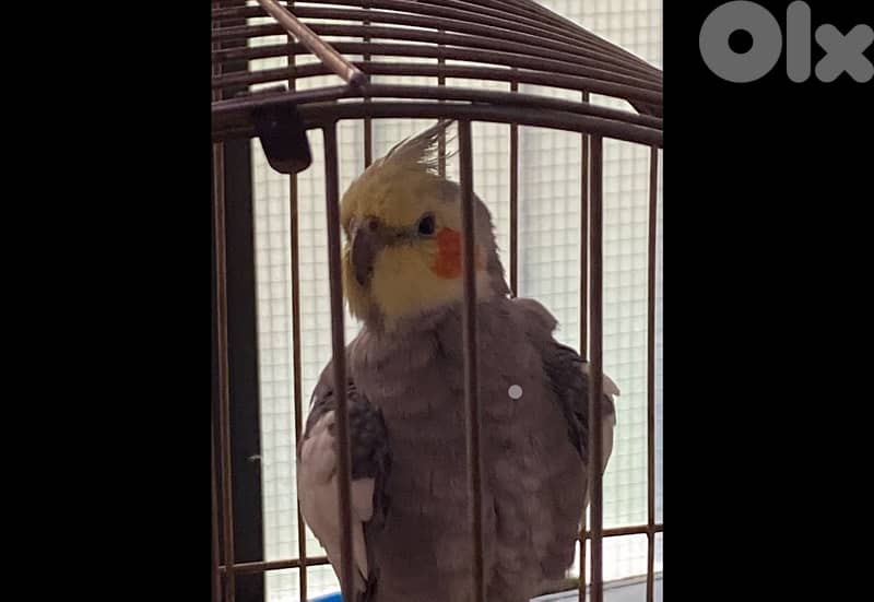 Cockatiel for sale, tamed, sings songs, plays, kisses, never was sick 6