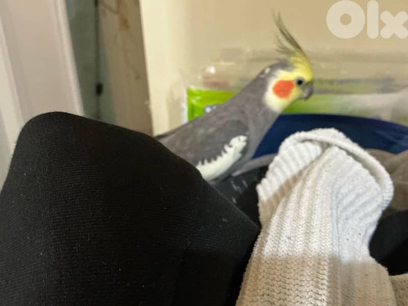 Cockatiel for sale, tamed, sings songs, plays, kisses, never was sick 7