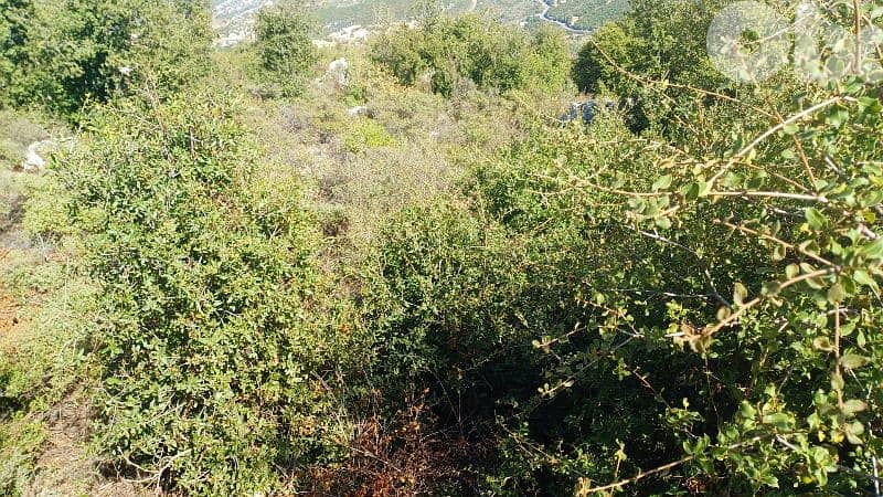 lands for sale in Assia_Batroun أرض للبيع في بلدة أسيا البترونية 2