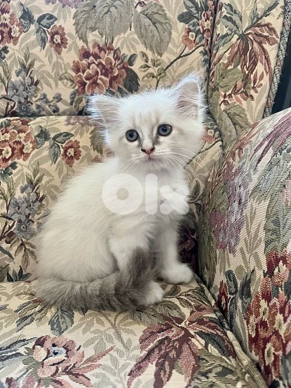 Male persian kitten 1