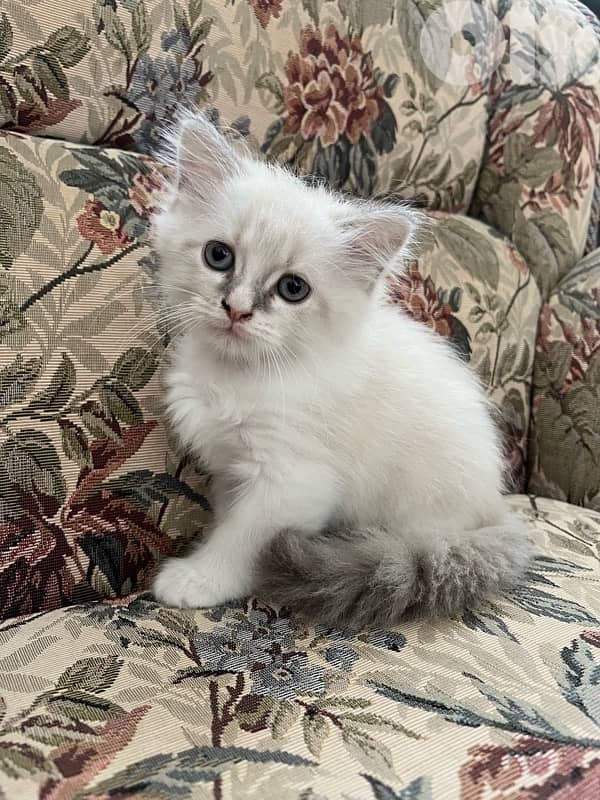 Male persian kitten 2