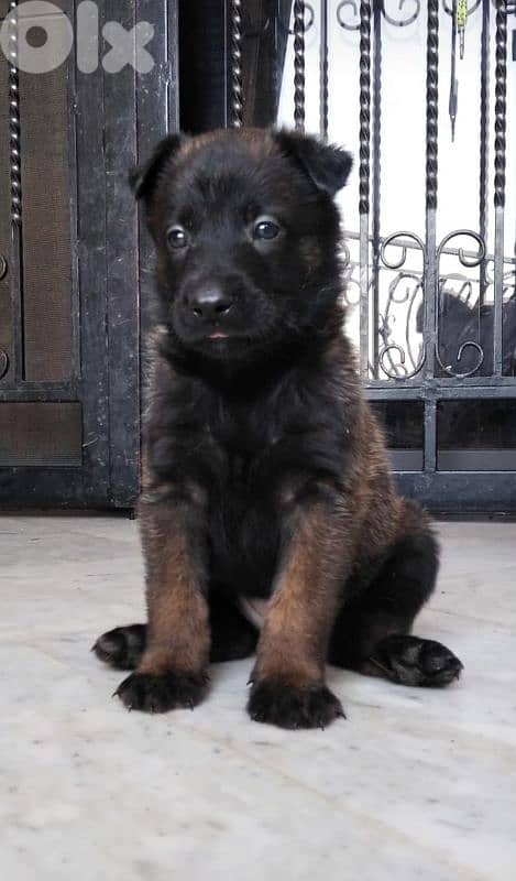 malinois 0