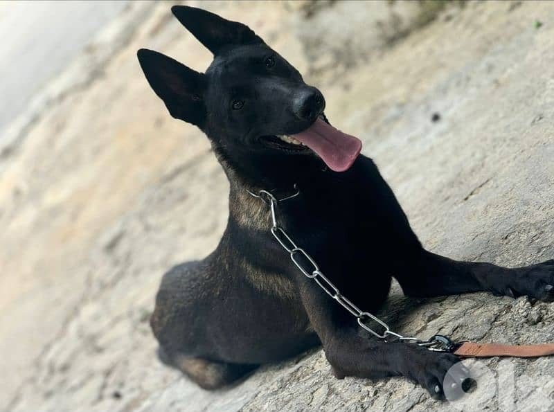 malinois 2
