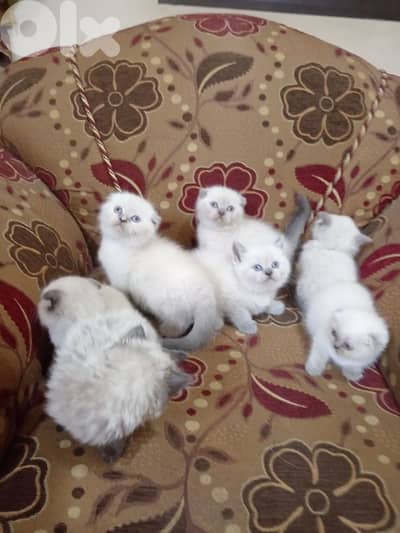 نهر البارد طرابلس
