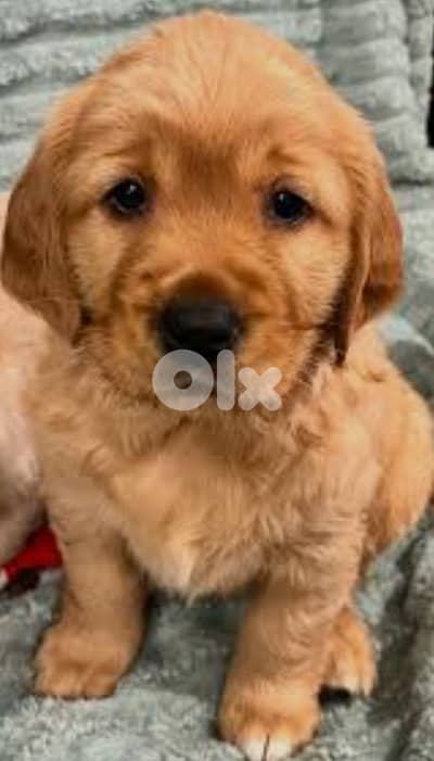 golden retriever