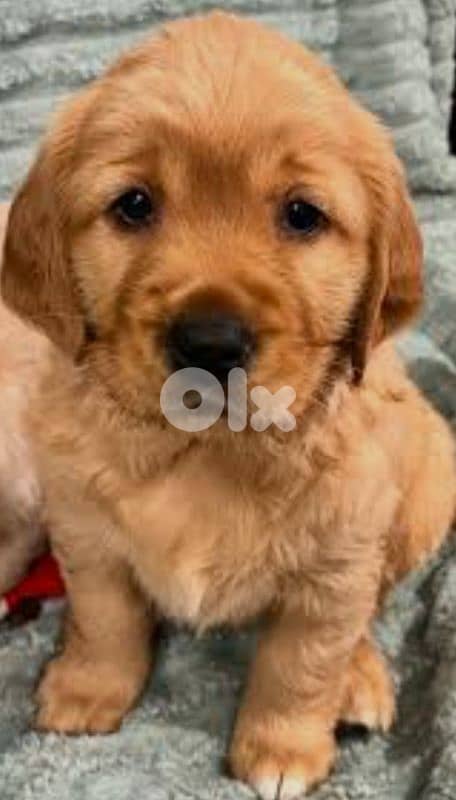 golden retriever 0