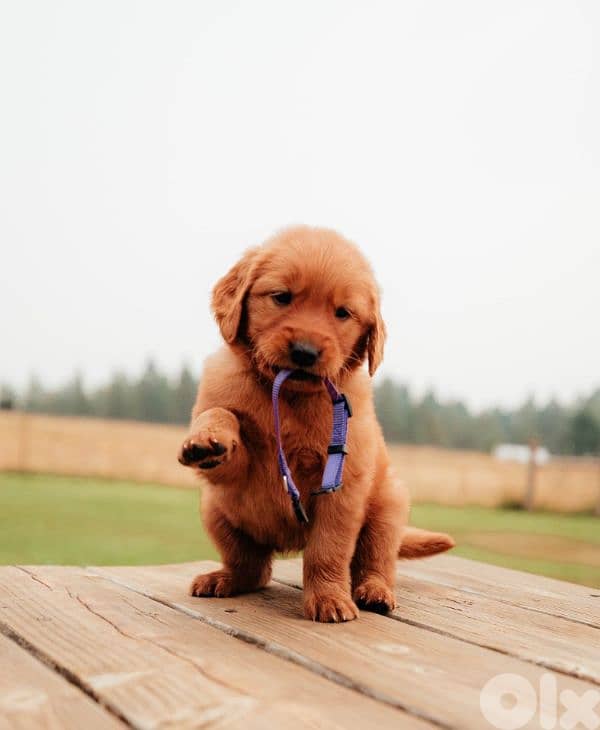 golden retriever 1