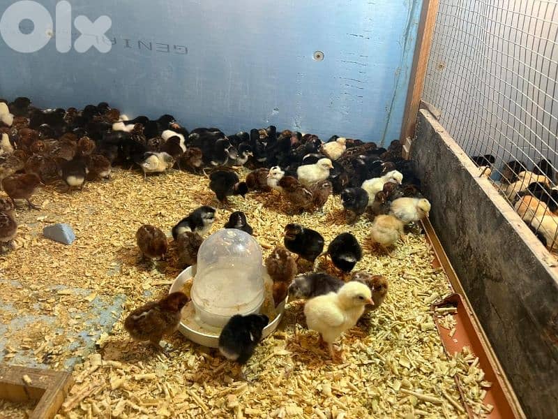 صيصان براكل وبلدي فقسة جديدة 15/11/2025 0