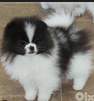 pomeranian spitz
