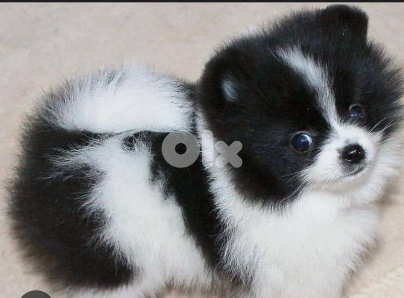 pomeranian spitz 0