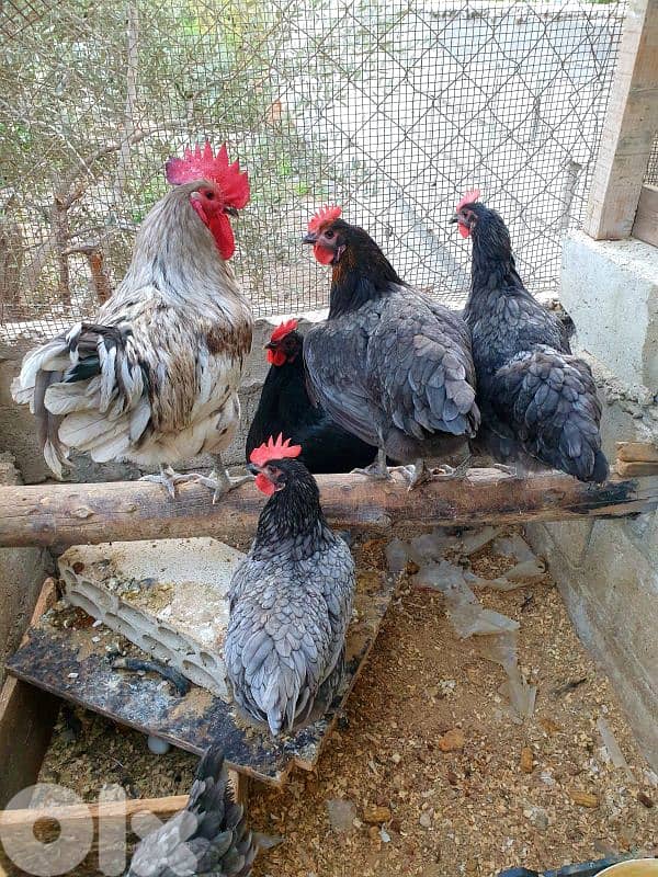 بيض دجاج اصلي 0